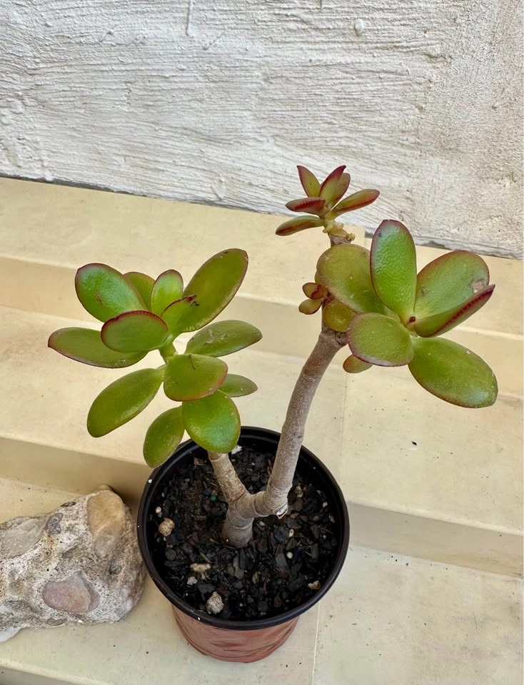 Jade Money Plant (Crassula Ovata) - photo 3