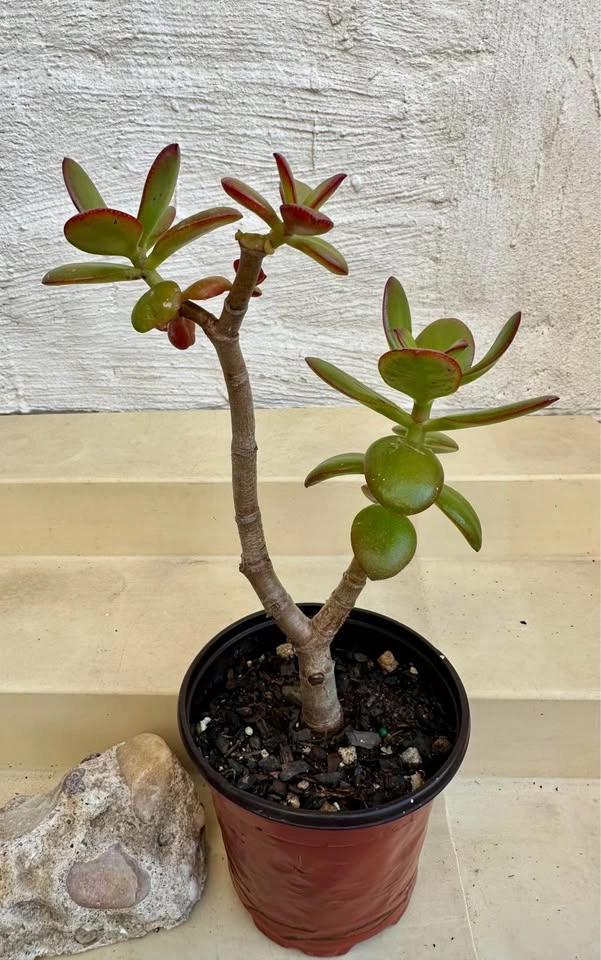 Jade Money Plant (Crassula Ovata) - photo 4