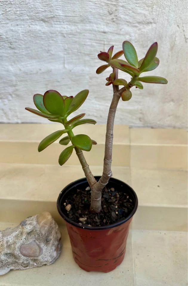 Jade Money Plant (Crassula Ovata) - photo 5