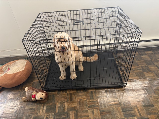 2 dog crate