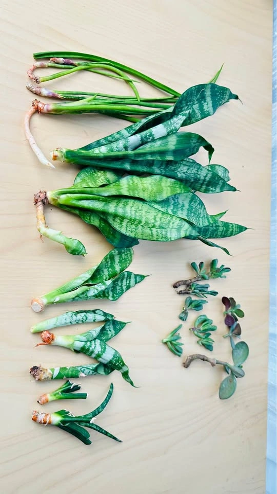 Assorted Snake Plant and Jade Succulent Cuttings