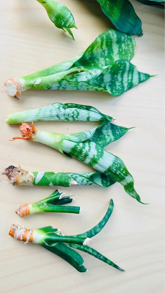 Assorted Snake Plant and Jade Succulent Cuttings - photo 2