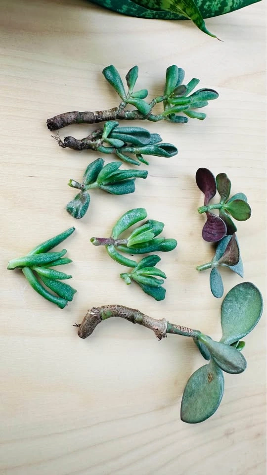 Assorted Snake Plant and Jade Succulent Cuttings - photo 3