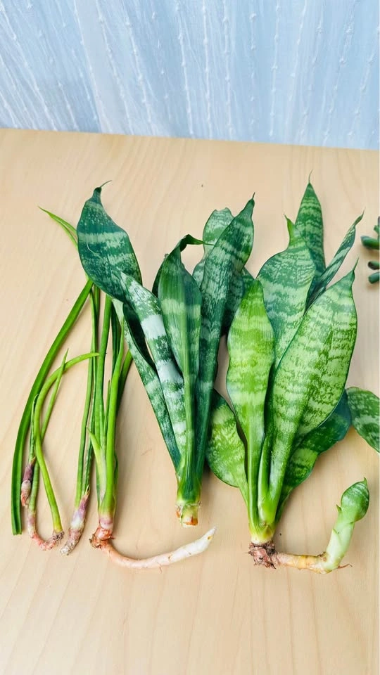 Assorted Snake Plant and Jade Succulent Cuttings - photo 4