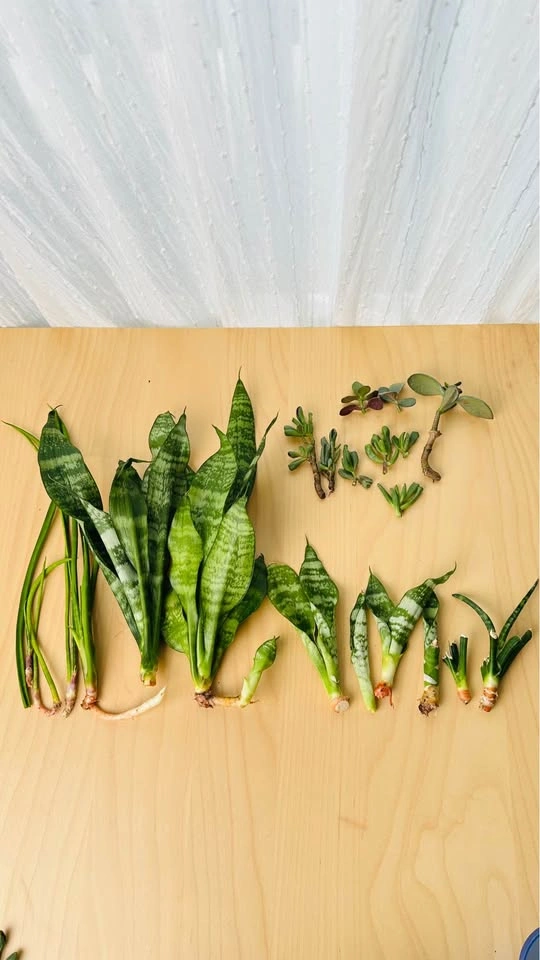 Assorted Snake Plant and Jade Succulent Cuttings - photo 5