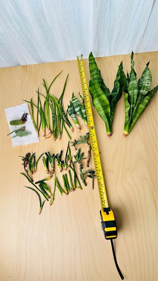 Assorted Succulent and Snake Plant Cuttings