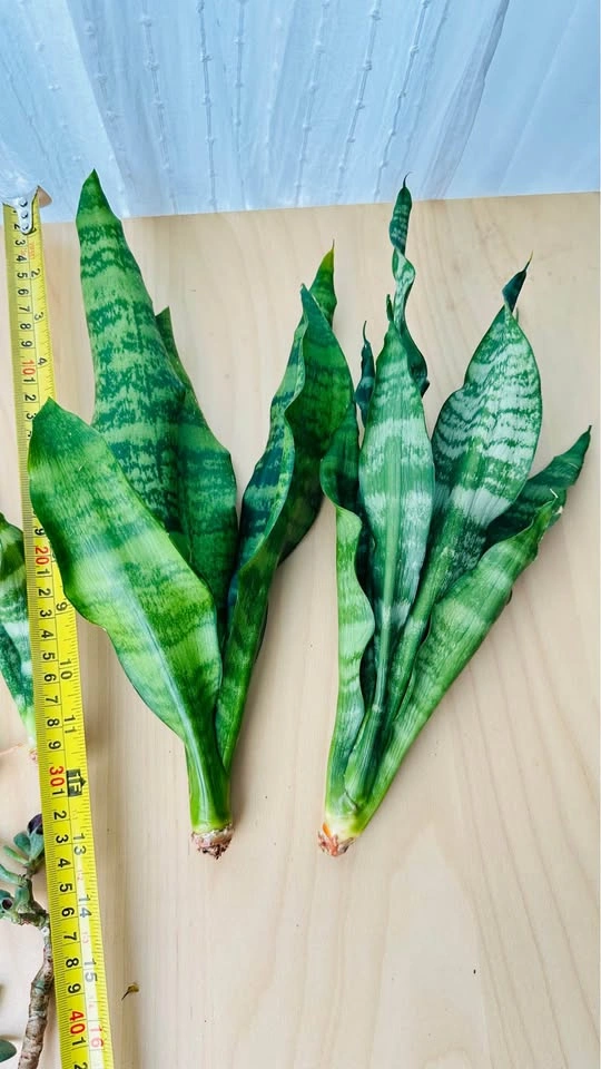Assorted Succulent and Snake Plant Cuttings - photo 2
