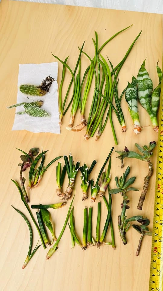 Assorted Succulent and Snake Plant Cuttings - photo 3