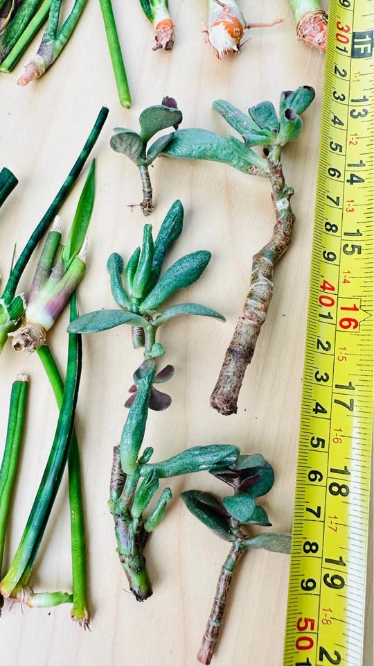 Assorted Succulent and Snake Plant Cuttings - photo 4