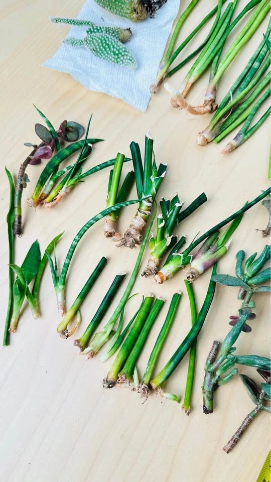 Assorted Succulent and Snake Plant Cuttings - photo 5