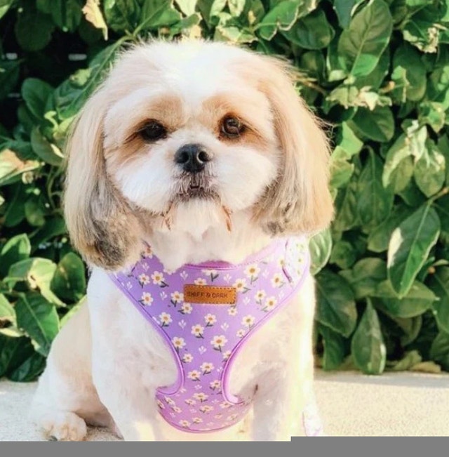 Purple Daisy Lockable Harness! Size XS - photo 5