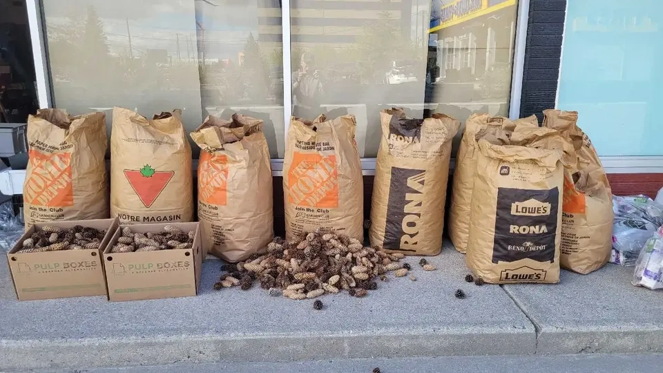 Bulk Pine Cones for Sale only 4 bags left