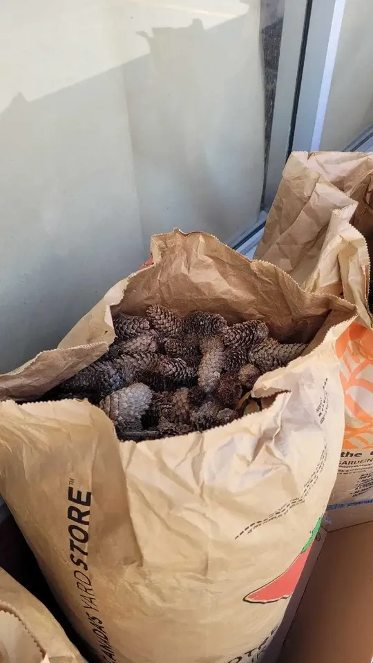 Bulk Pine Cones for Sale only 4 bags left - photo 2
