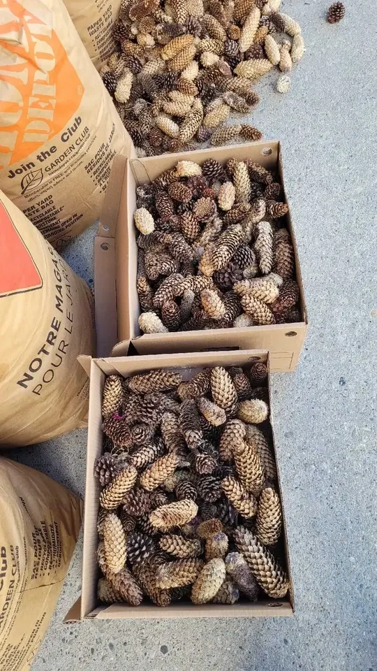 Bulk Pine Cones for Sale only 4 bags left - photo 3