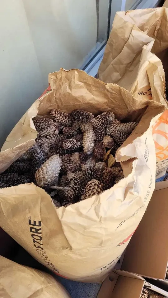 Bulk Pine Cones for Sale only 4 bags left - photo 4