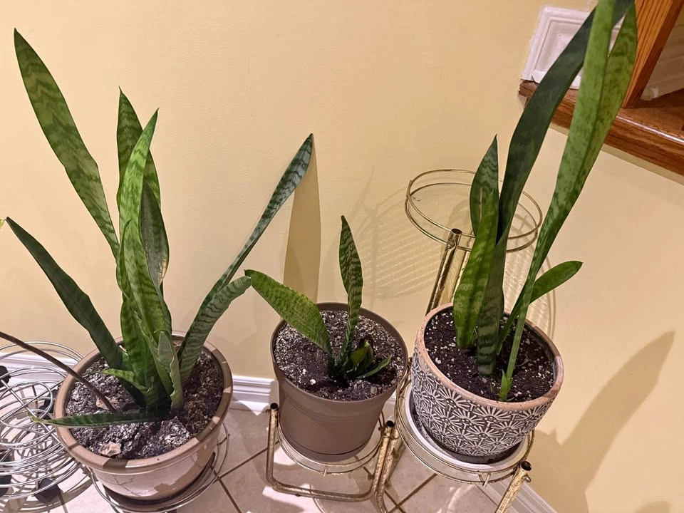 Set of 3 Snake Plants