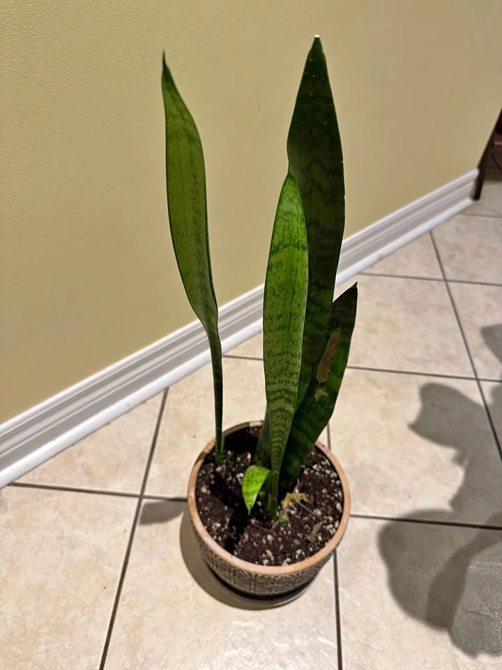 Snake plant
