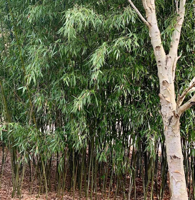 Bissetii Bamboo (cold hardy) image indicator(2)