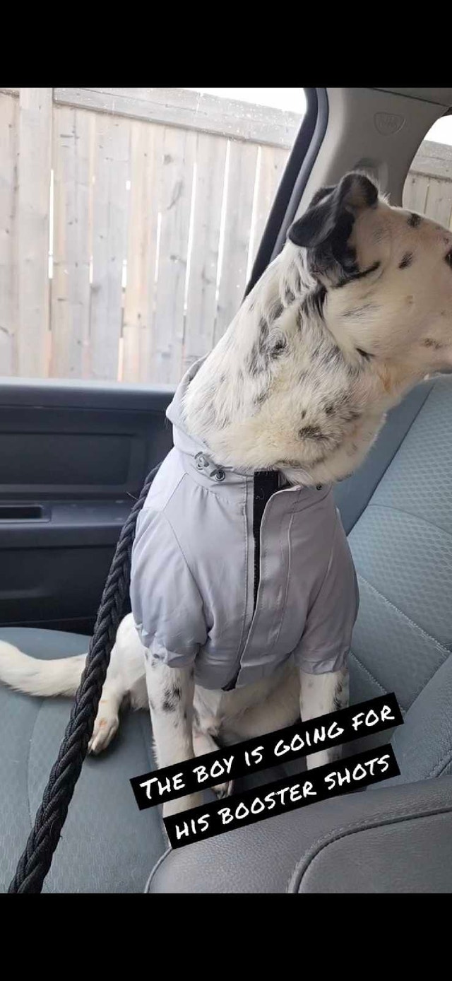 Reebok Dog Raincoat - photo 4