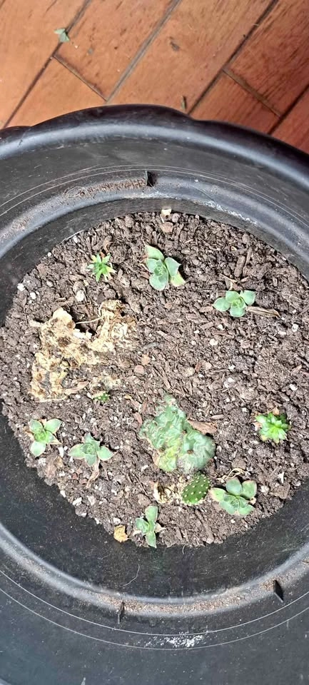 Pear cactus and hens and chicks succulents