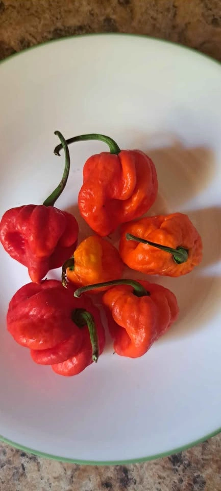 HOT PEPPER CHALLENGE - photo 2