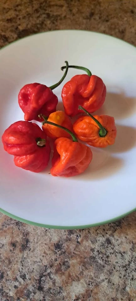 HOT PEPPER CHALLENGE - photo 3