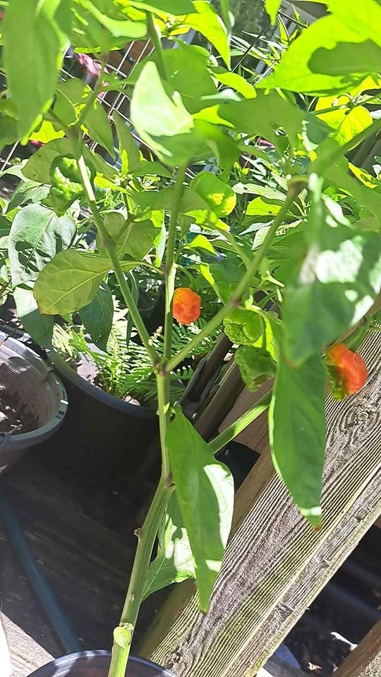 HOT PEPPER CHALLENGE - photo 4