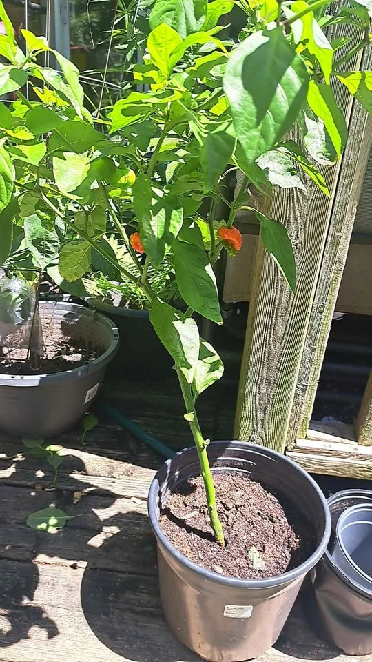 HOT PEPPER CHALLENGE - photo 5