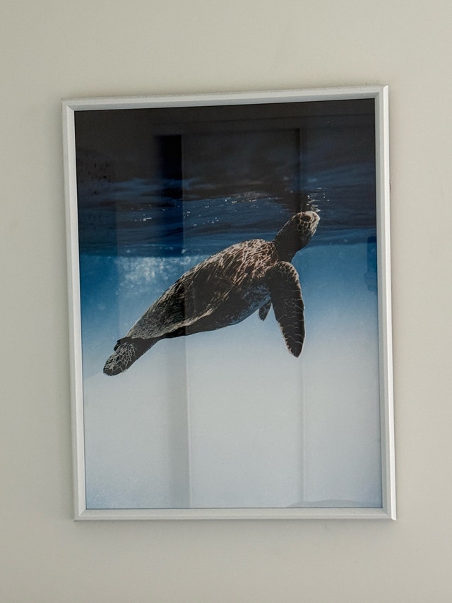 Aesthetic Turtle Picture Frame