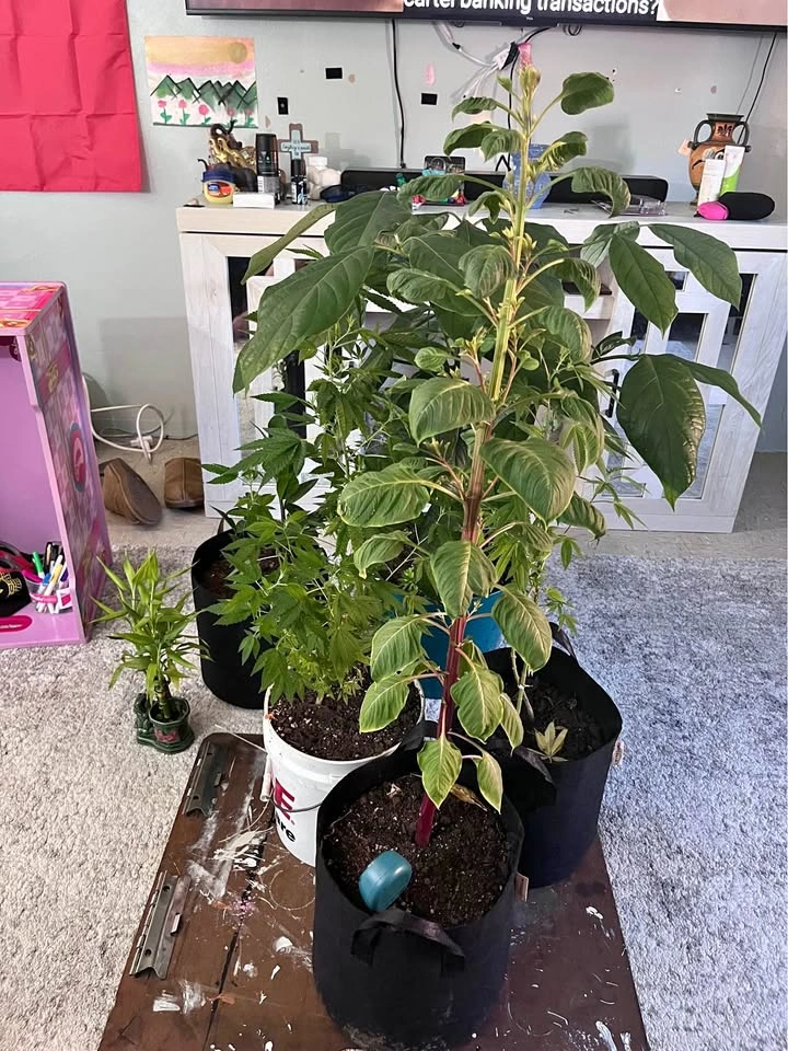 Plant Lot Bundle