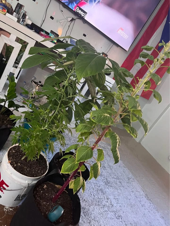 Plant Lot Bundle - photo 2