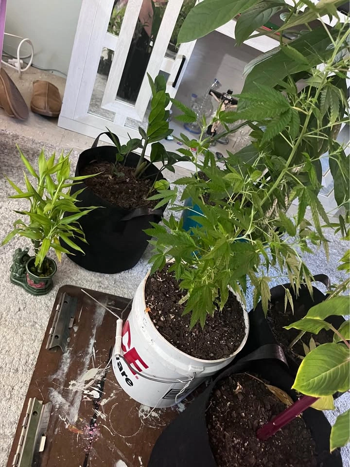Plant Lot Bundle - photo 3