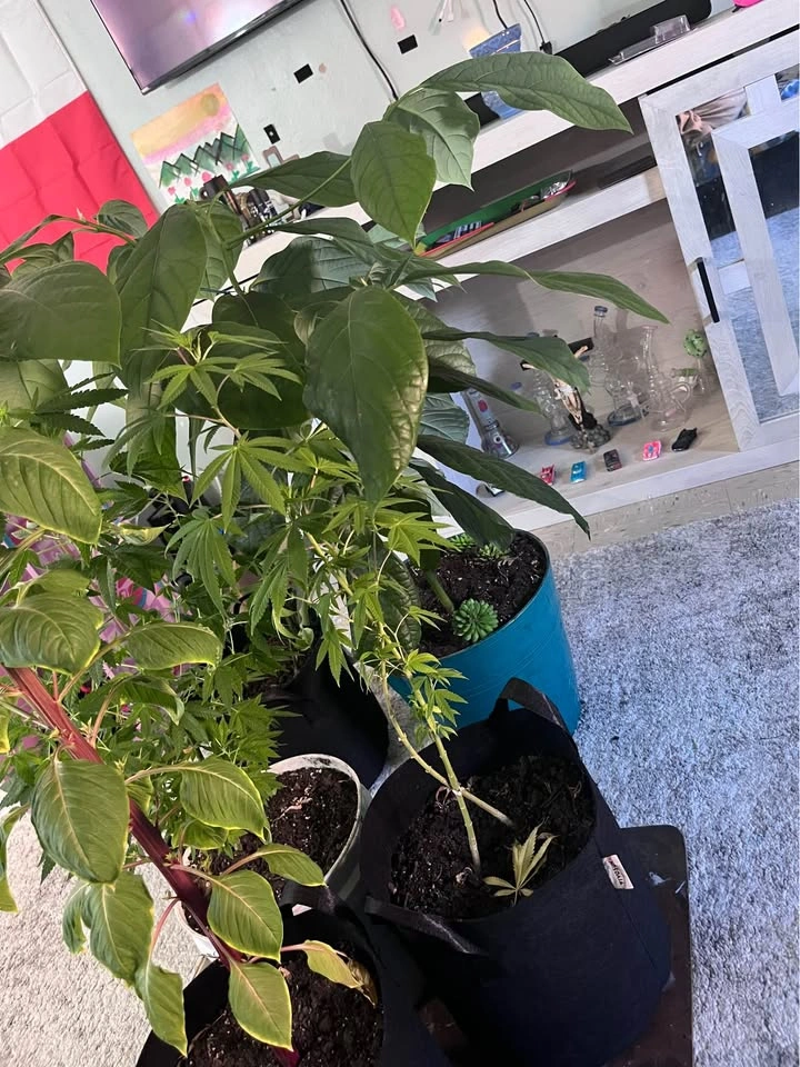 Plant Lot Bundle - photo 4
