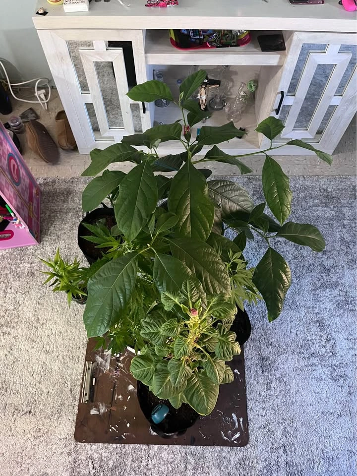 Plant Lot Bundle - photo 5