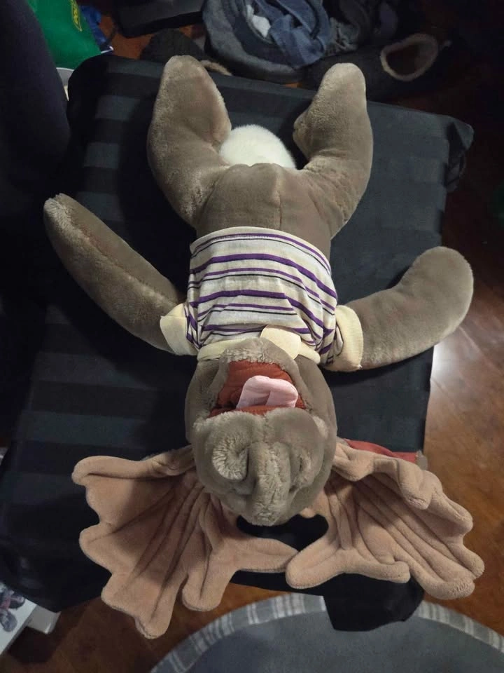 Ganzbros Moogum's Moose!! Like Wrinkles Dog - photo 3