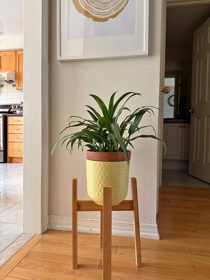 Bamboo Plant Stand