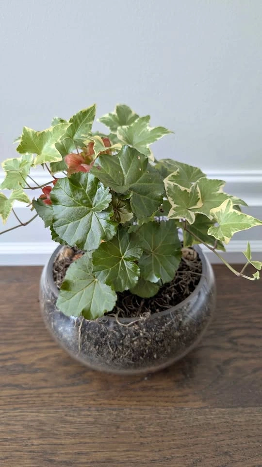 Healthy Ivy Plant Terrarium