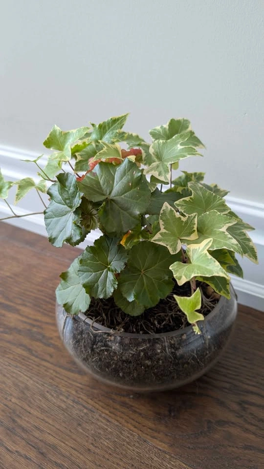 Healthy Ivy Plant Terrarium - photo 2