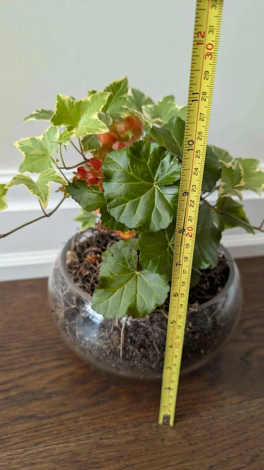 Healthy Ivy Plant Terrarium - photo 3