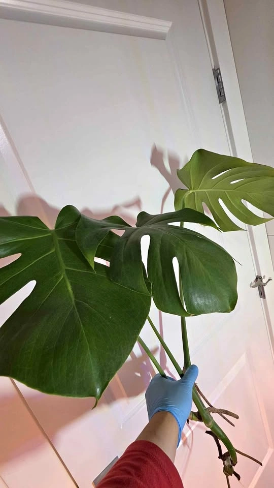 Monstera Deliciosa Rooted Cutting - B