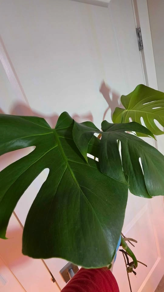 Monstera Deliciosa Rooted Cutting - B - photo 2