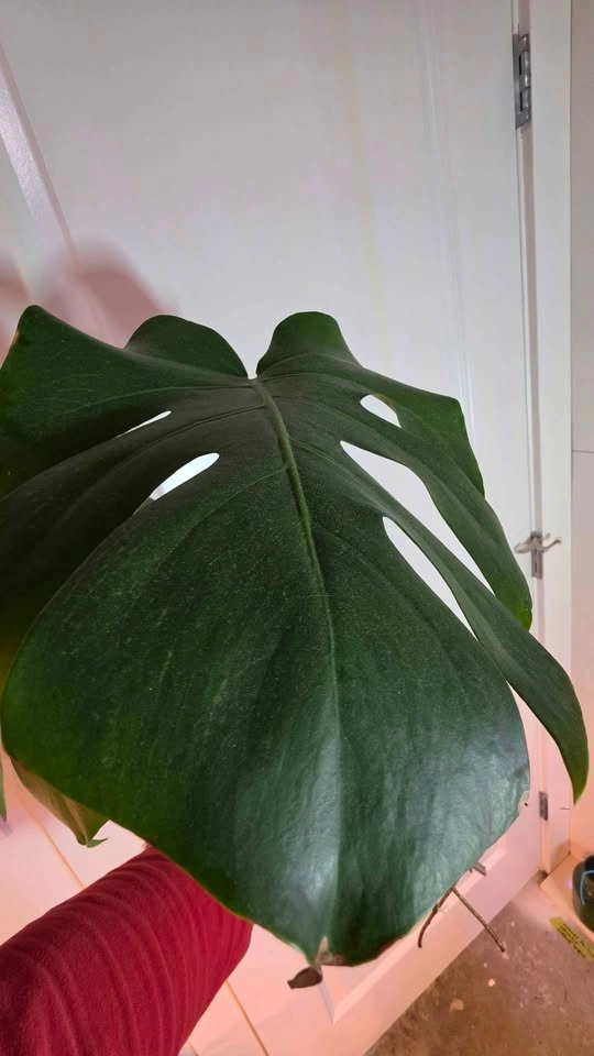 Monstera Deliciosa Rooted Cutting - B - photo 3