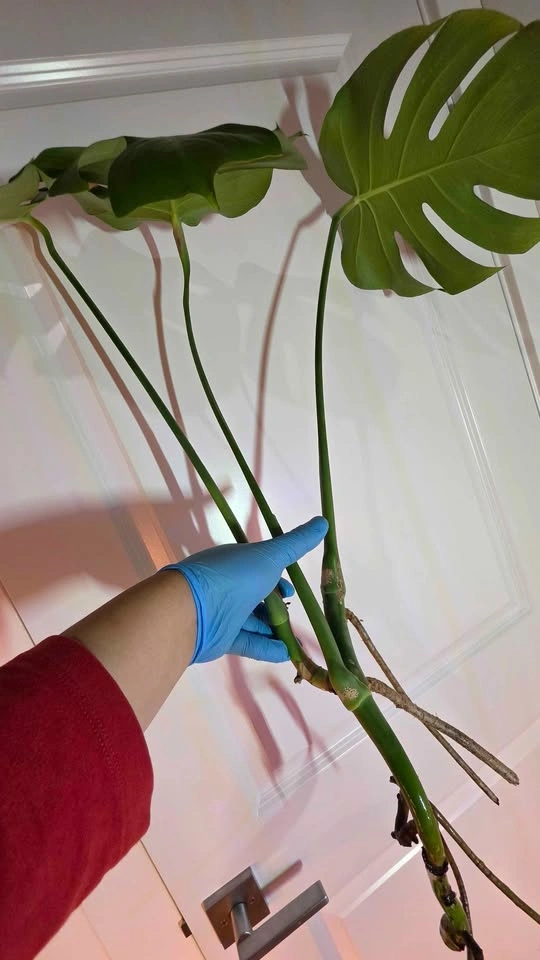 Monstera Deliciosa Rooted Cutting - B - photo 4