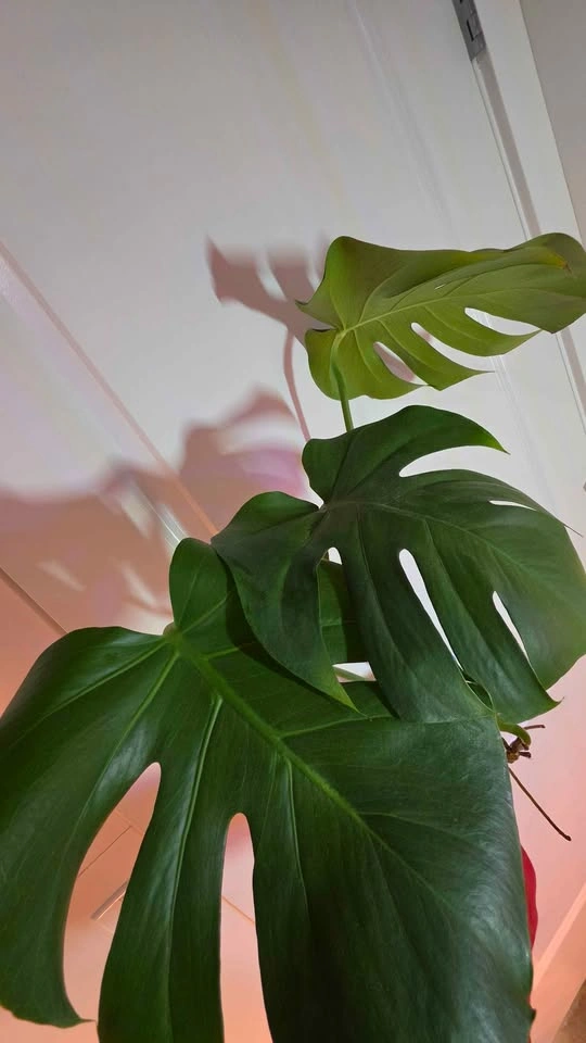Monstera Deliciosa Rooted Cutting - B - photo 5
