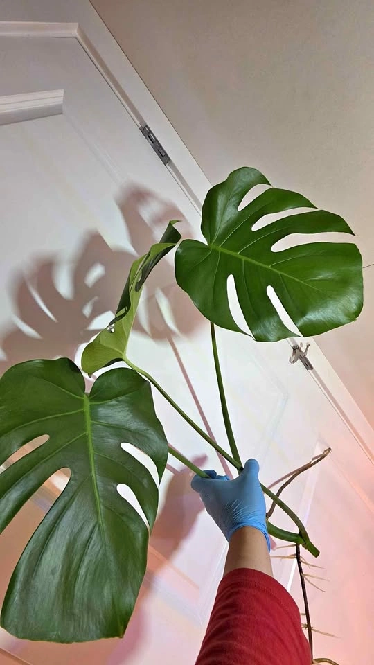 Monstera Deliciosa Rooted Cutting - A