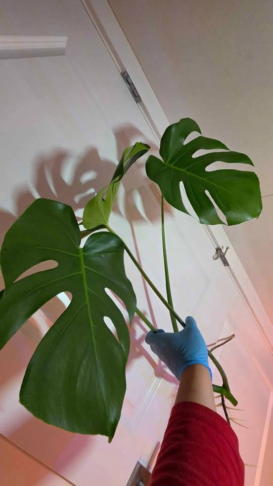 Monstera Deliciosa Rooted Cutting - A - photo 2