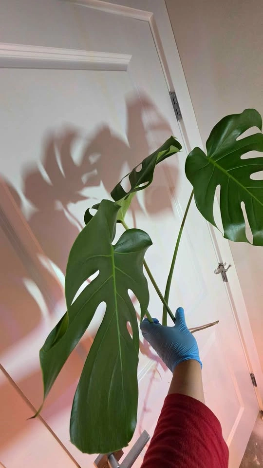 Monstera Deliciosa Rooted Cutting - A - photo 3