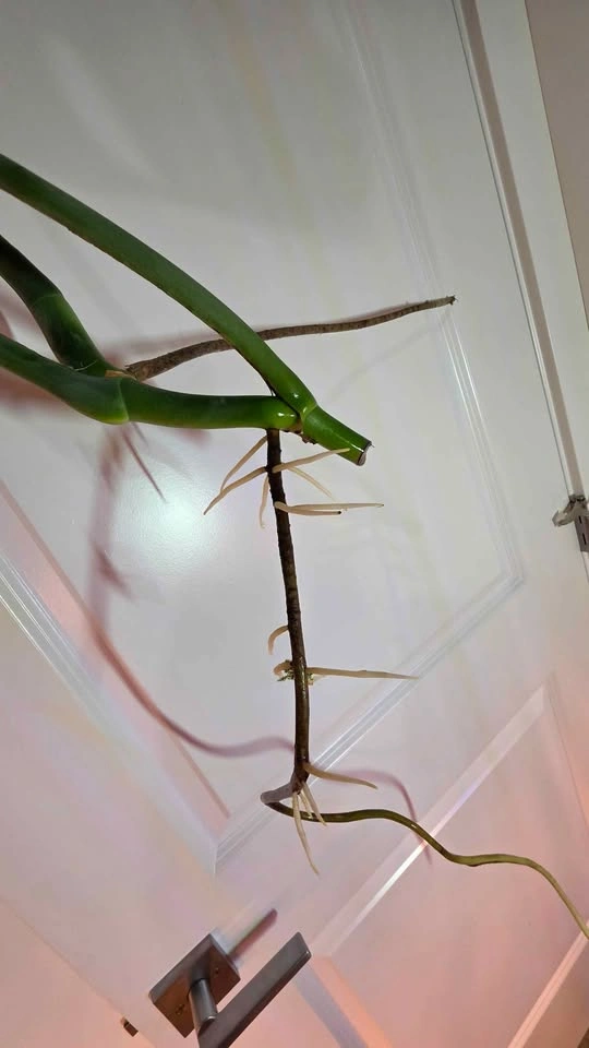 Monstera Deliciosa Rooted Cutting - A - photo 4