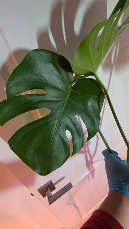 Monstera Deliciosa Rooted Cutting - A - photo 5