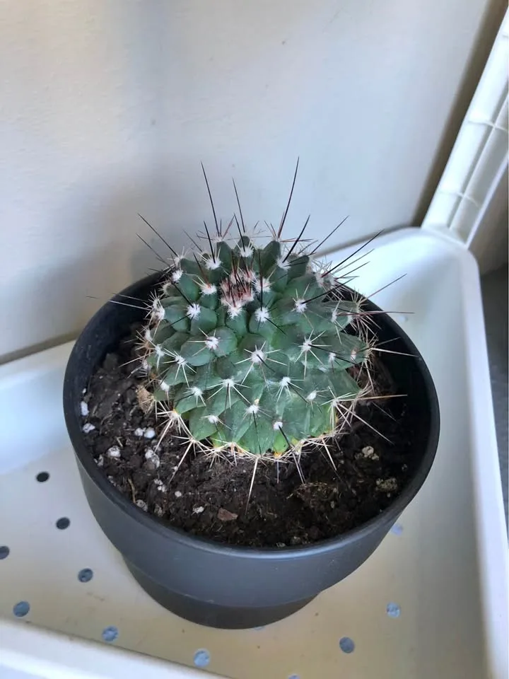 Spiky Cactus in Black Pot thumbnail